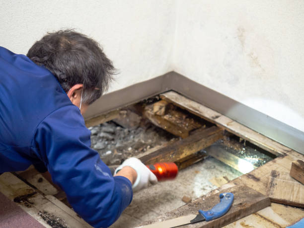 Best Crawl Space Mold Removal  in Manche Village, CA