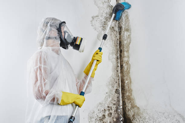Best Crawl Space Mold Removal  in Manche Village, CA