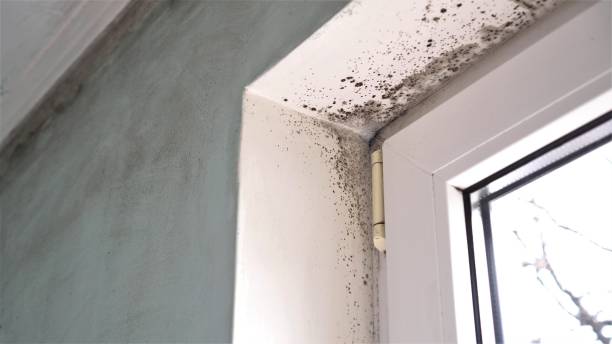 Best Certified Mold Removal  in Manche Village, CA