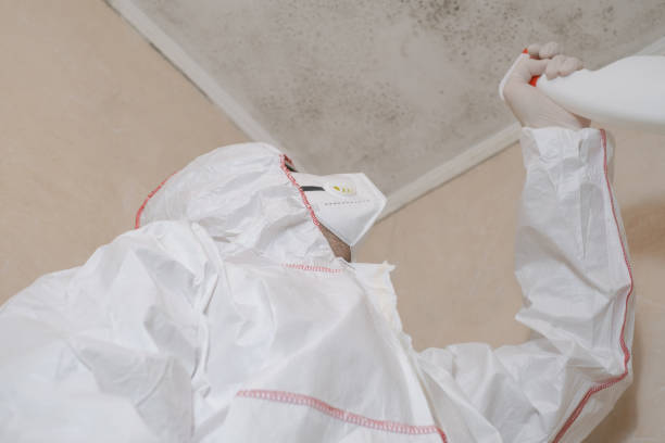 Best Best Mold Removal Companies  in Manche Village, CA