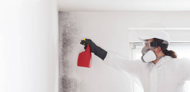 Best Mold Removal Process  in Manche Village, CA