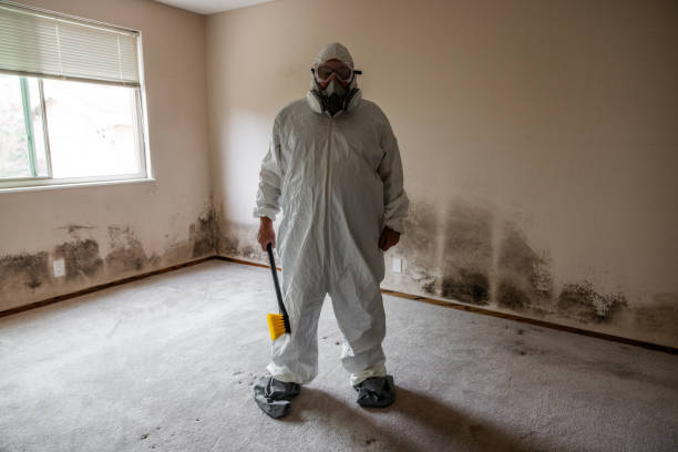 Home Mold Removal in Camanche Village, CA