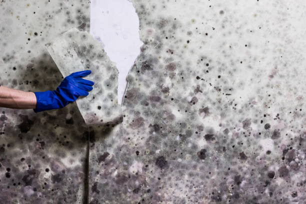 Best Black Mold Removal  in Manche Village, CA